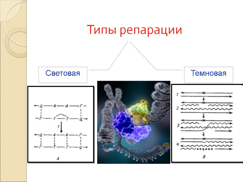 Типы репарации Световая Темновая